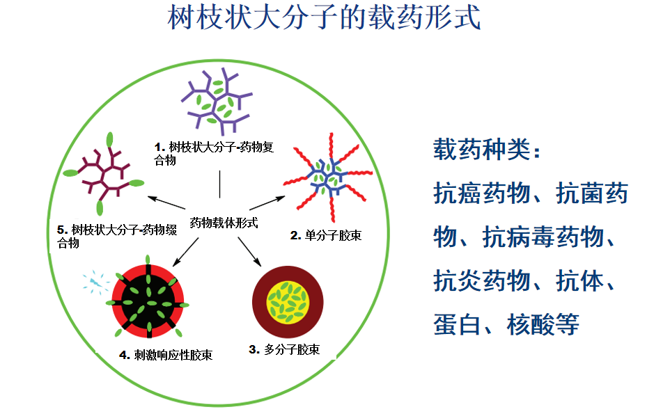 樹(shù)枝狀聚酰胺胺應用于生物醫療